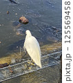 白鷺（絶滅危惧種） 125569458