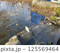 白鷺（絶滅危惧種） 125569464