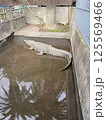 地獄温泉にあるワニ 125569466
