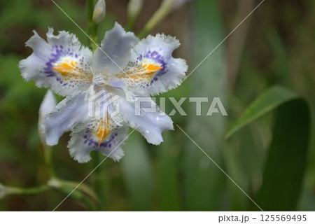 シャガの花 シャガの花 125569495