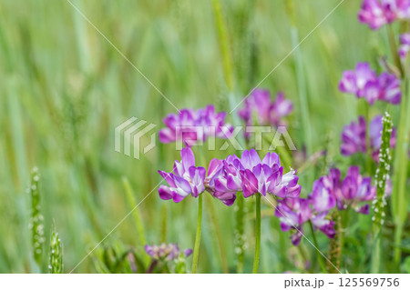 レンゲソウ　農耕前の田んぼに咲く草花 125569756