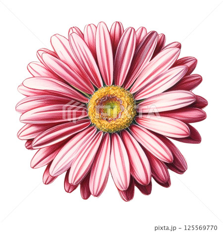 Blush Pink Daisy Flower Seamless Spring Design Blush Pink Daisy Flower Seamless Spring Design 125569770