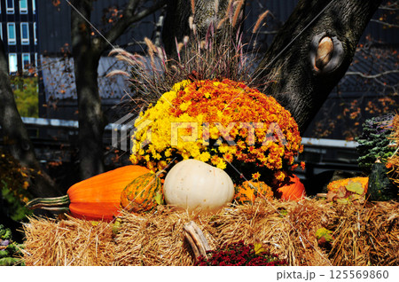 decorative pumpkins for halloween 125569860