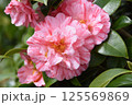 雪椿 125569869