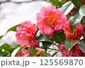 雪椿 125569870