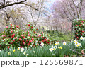 雪椿と桜 125569871