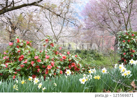 雪椿と桜 125569871