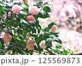 雪椿 125569873