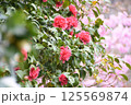 雪椿 125569874