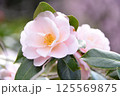 雪椿 125569875