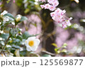 雪椿と桜 125569877