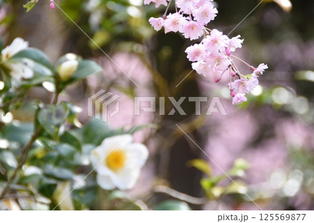 雪椿と桜 125569877