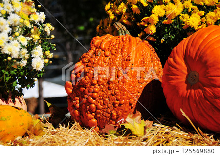 decorative pumpkins for halloween 125569880