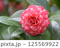 美しいピンクの椿の花 125569922