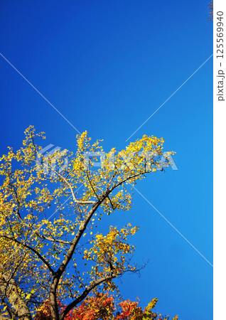 leaves of different colors in the woods in autumn leaves of different colors in the woods in autumn 125569940