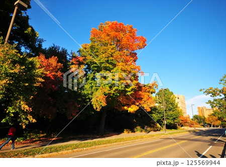 colorful trees by the road in autumn 125569944