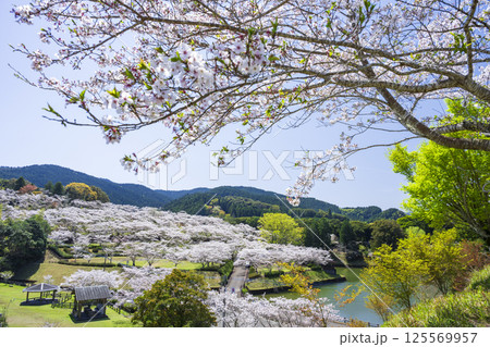 三股町上米公園の桜 125569957