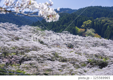 三股町上米公園の桜 三股町上米公園の桜 125569965