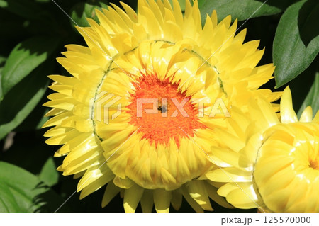 ヘリクリサム（コロロジャンボ）の花 125570000
