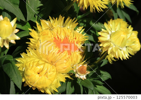 ヘリクリサム（コロロジャンボ）の花 125570003