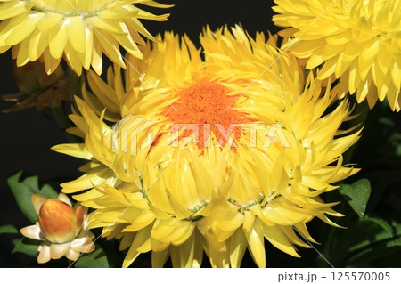 ヘリクリサム（コロロジャンボ）の花 125570005