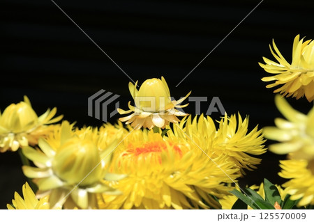 ヘリクリサム（コロロジャンボ）の花 125570009