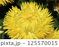 ヘリクリサム（コロロジャンボ）の花 125570015
