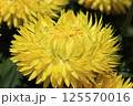 ヘリクリサム（コロロジャンボ）の花 125570016