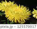 ヘリクリサム（コロロジャンボ）の花 125570017