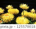ヘリクリサム（コロロジャンボ）の花 125570018
