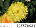 ヘリクリサム（コロロジャンボ）の花 125570021