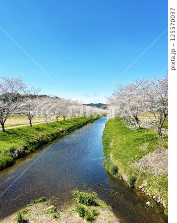 川から眺める桜並木 川から眺める桜並木 125570037