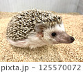 ハリネズミ 125570072