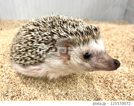 ハリネズミ 125570072
