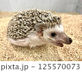 口を開けたハリネズミ 125570073
