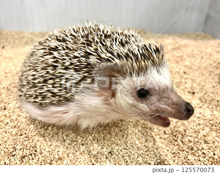 口を開けたハリネズミ 口を開けたハリネズミ 125570073