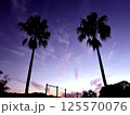 夕日に照らされるヤシの木 125570076