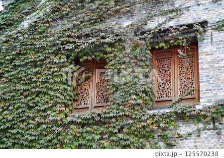 Photo of two traditional Chinese style windows on a brick wall covered with vines 125570238