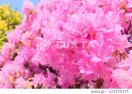 青空に映える満開のツツジ 125570375