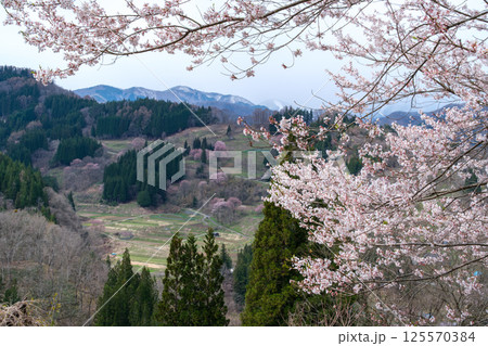 桜と雪山 125570384