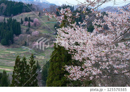 山村の桜 山村の桜 125570385