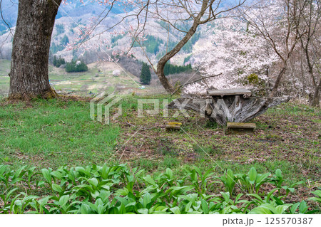 山里の桜 125570387