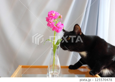 花瓶　花　黒猫 125570478