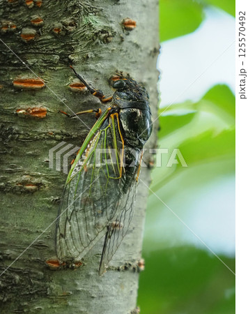 夏休みイメージ（クマゼミ） 125570492