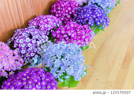 華やかに並ぶ色とりどりの室内展示花 華やかに並ぶ色とりどりの室内展示花 125570507