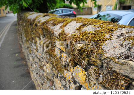 moss on the roadside fence 125570622