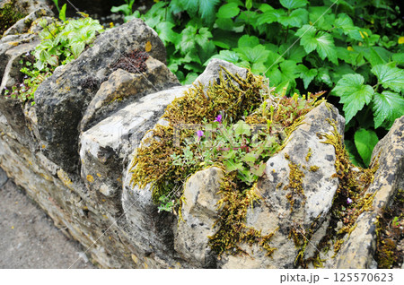 moss on the roadside fence moss on the roadside fence 125570623