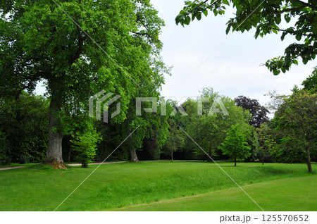 several trees in the green garden 125570652