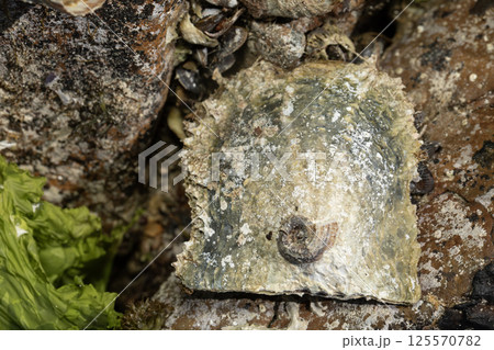 アコヤガイ 125570782