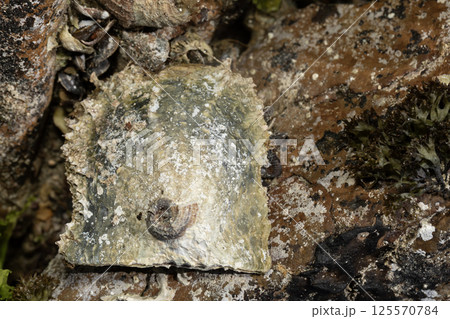 アコヤガイ アコヤガイ 125570784